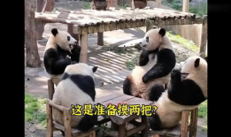 熊猫的视频,熊猫视频中的温馨瞬间回顾