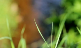 草视频,揭秘短视频时代的魅力与挑战